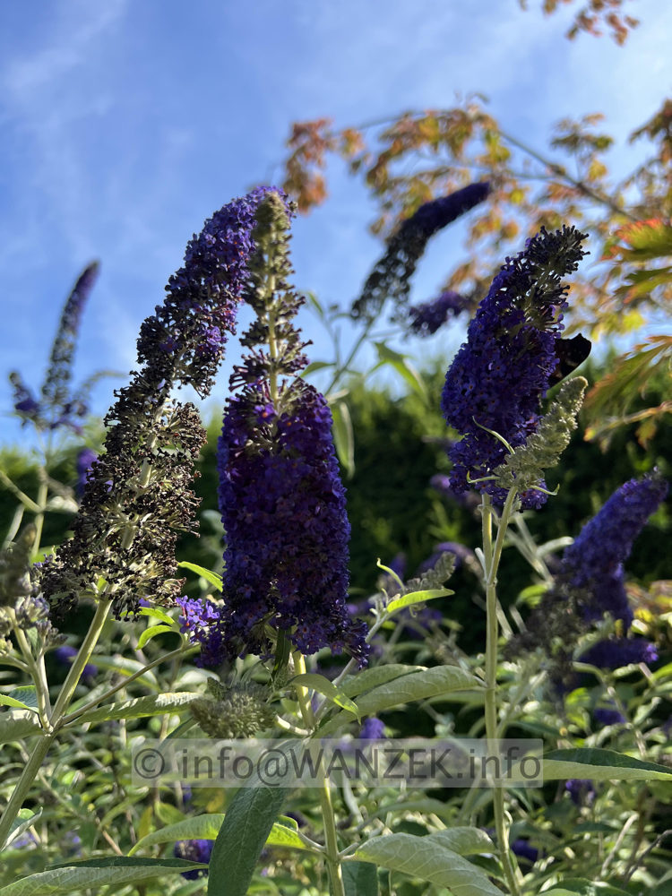 Buddleja Hybride Adonis Blue 02.jpg